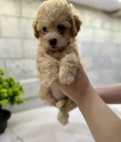 Ginger, a female Maltipoo for sale in Dallas, TX – 5 of 5