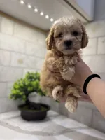 Cooper, a male Maltipoo for sale in Dallas, TX – 1 of 5