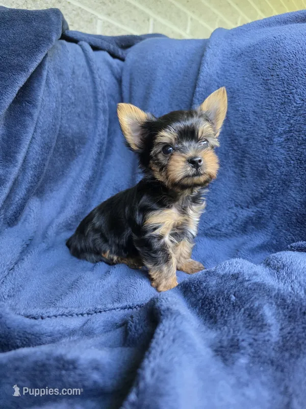 Larry T-cup – Yorkshire Terrier puppy for sale in Quakertown, PA