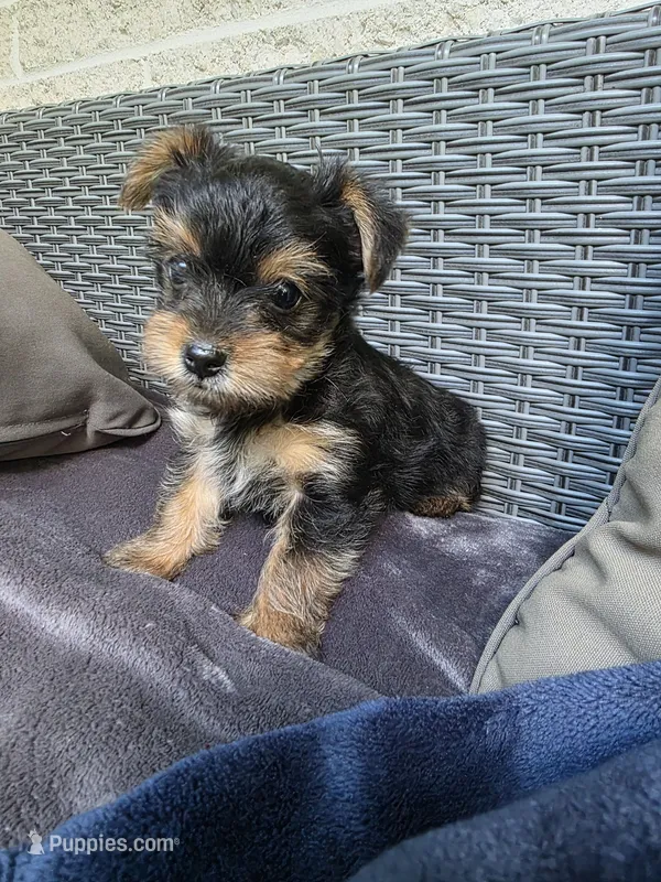 Garry – Yorkshire Terrier puppy for sale in Quakertown, PA