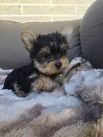 Tcup Ricky, a male Yorkshire Terrier for sale in Quakertown, PA – Photo 3 of 4