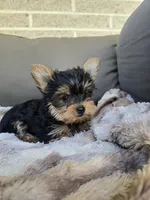 Tcup Ricky, a male Yorkshire Terrier for sale in Quakertown, PA – Photo 4 of 4