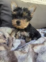 Tcup Ricky, a male Yorkshire Terrier for sale in Quakertown, PA – Photo 1 of 4