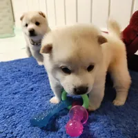 processed/a49c889f-dd93-45e8-8a15-e9b5987139c8/facility/0a43d47c-17d0-42a8-b0be-eddb5990321c