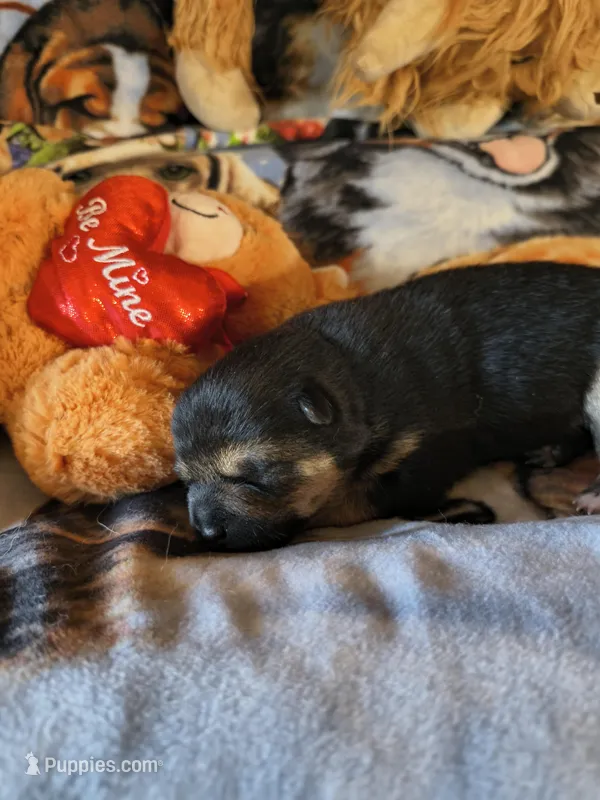 BELL STAR – Shiba Inu puppy for sale in Maxwell, NM