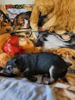 BELL STAR, a female Shiba Inu for sale in Maxwell, NM – Photo 3 of 3