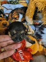 BELL STAR, a female Shiba Inu for sale in Maxwell, NM – Photo 2 of 3