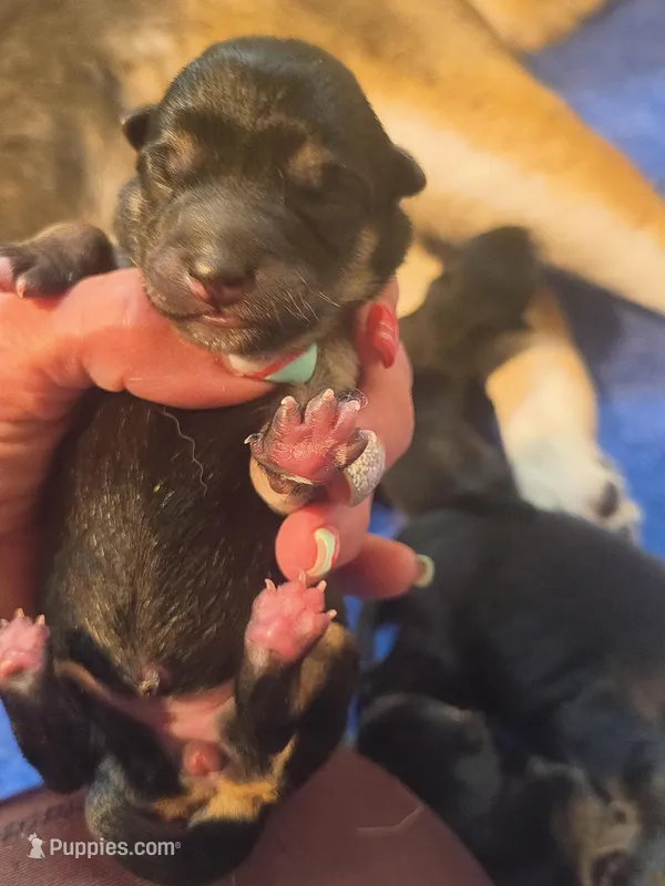 JUNE STAR – Shiba Inu puppy for sale in Maxwell, NM