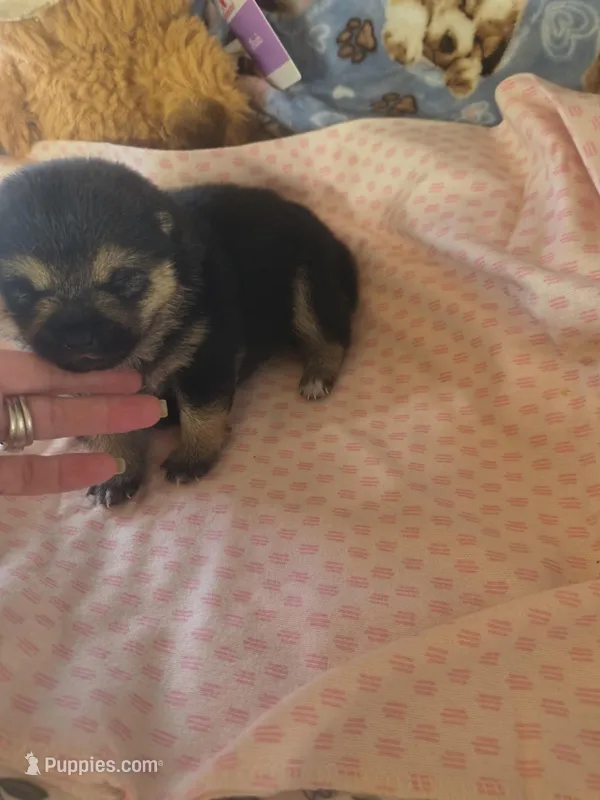 JUNE STAR – Shiba Inu puppy for sale in Maxwell, NM