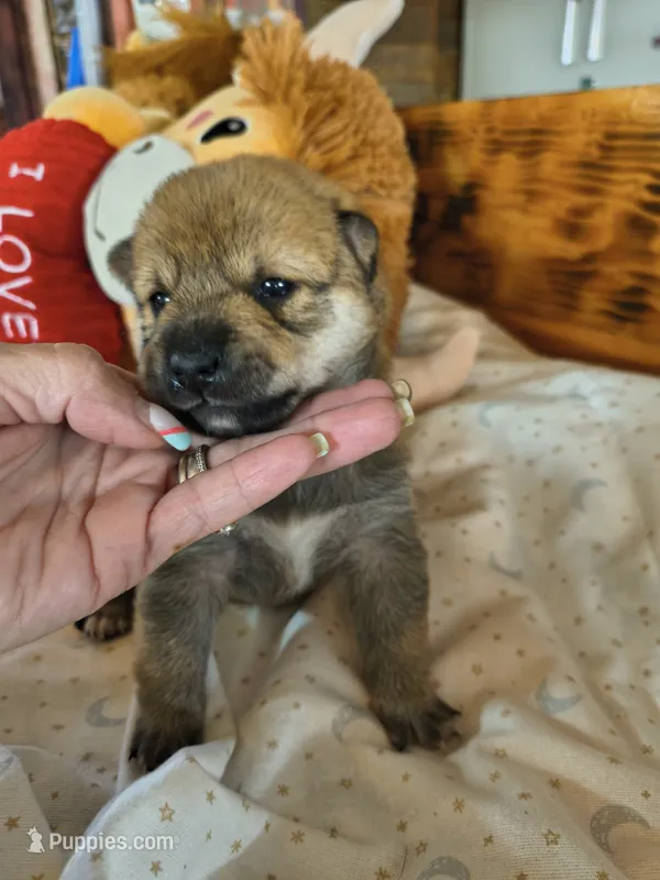 FM3 – Shiba Inu puppy for sale in Maxwell, NM
