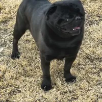 exspecting, a  Pug for sale in Maxwell, NM – Photo 2 of 2