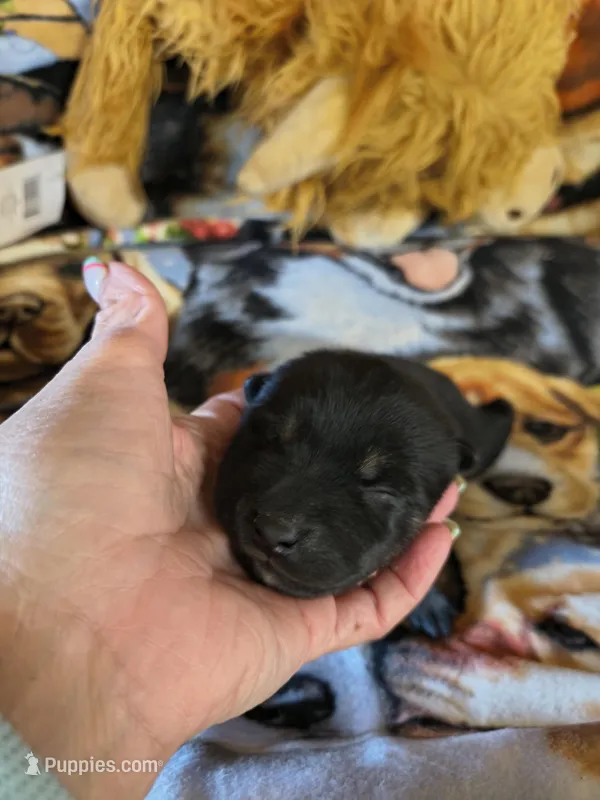 ANNA OKLEY – Shiba Inu puppy for sale in Maxwell, NM
