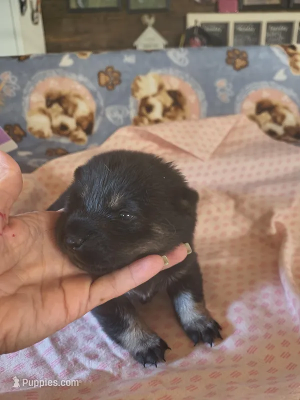 ANNA OKLEY – Shiba Inu puppy for sale in Maxwell, NM