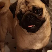 Rily, a female Pug for sale in Maxwell, NM – 1 of 1