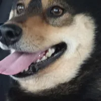 exspecting, a  Shiba Inu for sale in Maxwell, NM – Photo 2 of 2