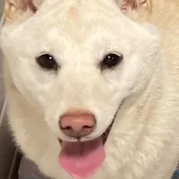 exspecting, a  Shiba Inu for sale in Maxwell, NM – Photo 1 of 2