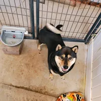 exspecting, a  Shiba Inu for sale in Maxwell, NM – Photo 2 of 2