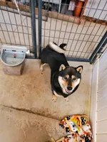 exspecting, a  Shiba Inu for sale in Maxwell, NM – Photo 2 of 2