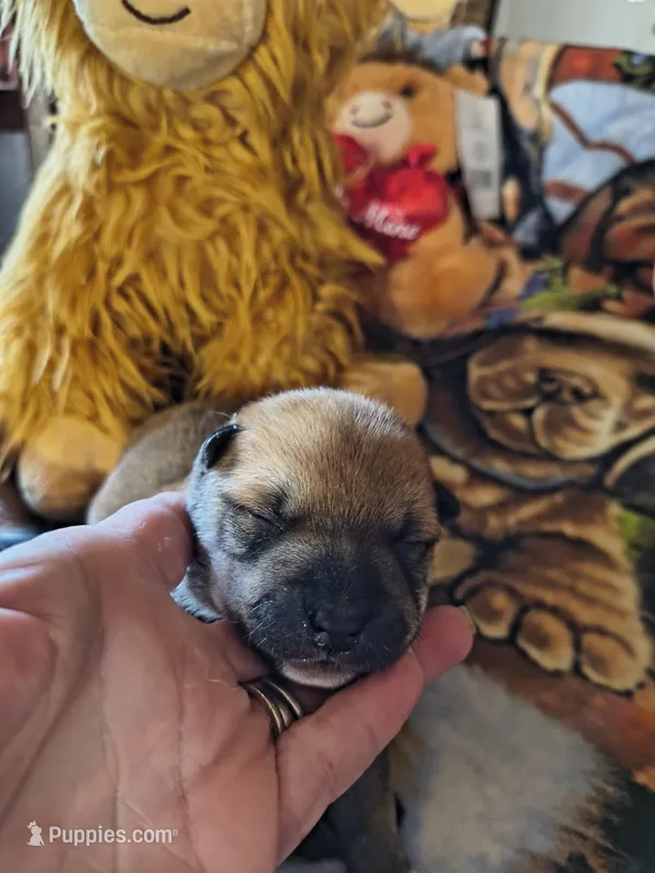 M1 – Shiba Inu puppy for sale in Maxwell, NM