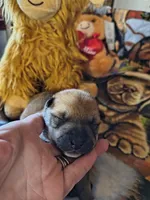 M1, a male Shiba Inu for sale in Maxwell, NM – Photo 1 of 3