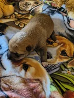 M1, a male Shiba Inu for sale in Maxwell, NM – Photo 2 of 3