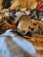 M1, a male Shiba Inu for sale in Maxwell, NM – Photo 3 of 3