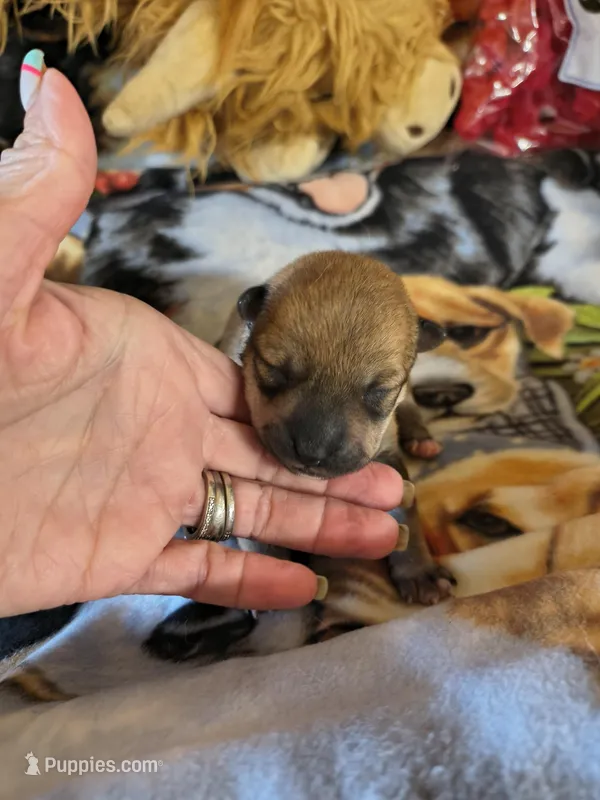 FM3 – Shiba Inu puppy for sale in Maxwell, NM