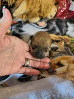 FM3, a female Shiba Inu for sale in Maxwell, NM – Photo 1 of 3