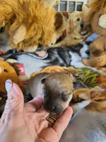 FM3, a female Shiba Inu for sale in Maxwell, NM – Photo 3 of 3