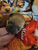 FM3, a female Shiba Inu for sale in Maxwell, NM – Photo 2 of 3