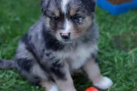Aspen, a male Australian Shepherd for sale in Kendall, WI – 3 of 4