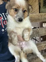 Daisy , a female Australian Cattle Dog and Toy Australian Shepherd for sale in Tomah, WI – 2 of 2