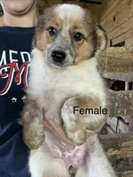 Daisy , a female Australian Cattle Dog and Toy Australian Shepherd for sale in Tomah, WI – 1 of 2
