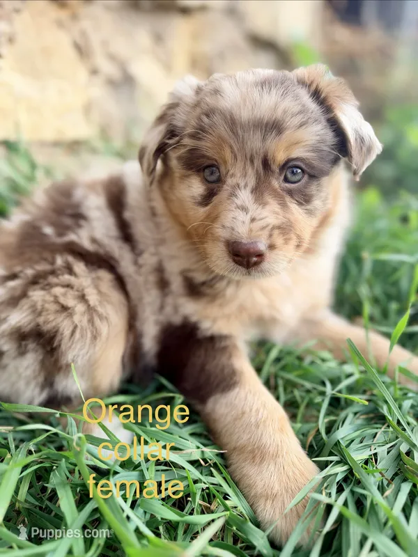 Twixie – Australian Shepherd puppy for sale in Tomah, WI