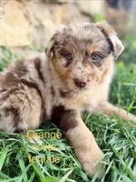 Twixie, a female Australian Shepherd for sale in Tomah, WI – 1 of 6
