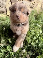 Hershey , a male Australian Shepherd for sale in Tomah, WI – 1 of 4