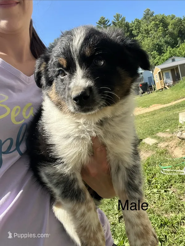 Tucker  – Australian Cattle Dog, Miniature Australian Shepherd puppy for sale in Tomah, WI