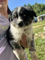 Tucker , a male Australian Cattle Dog and Miniature Australian Shepherd for sale in Tomah, WI – 1 of 1
