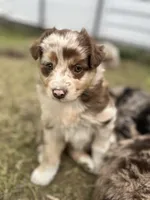 Timber, a male Australian Shepherd for sale in Tomah, WI – 2 of 5