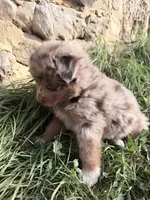 Hershey , a male Australian Shepherd for sale in Tomah, WI – 4 of 4