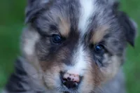Aspen, a male Australian Shepherd for sale in Kendall, WI – 2 of 4