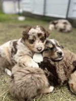 Timber, a male Australian Shepherd for sale in Tomah, WI – 5 of 5