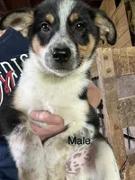 Hank , a male Australian Cattle Dog and Australian Shepherd for sale in Tomah, WI – 1 of 1