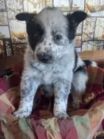 Roxy , a female Australian Cattle Dog and Golden Retriever for sale in Kendall, WI – Photo 3 of 7