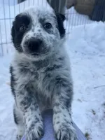 Roxy , a female Australian Cattle Dog and Golden Retriever for sale in Kendall, WI – Photo 2 of 7