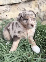 Twixie, a female Australian Shepherd for sale in Tomah, WI – 3 of 6
