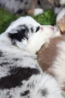 Boone, a male Australian Shepherd for sale in Kendall, WI – 3 of 3