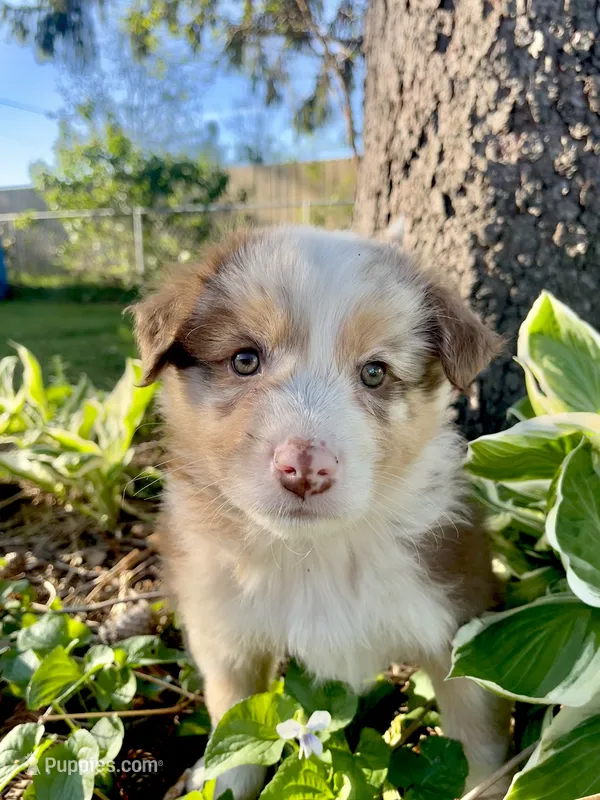 Bruno  – Australian Shepherd puppy for sale in Tomah, WI
