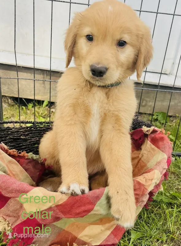 Atlas  – Golden Retriever puppy on hold in Tomah, WI