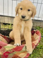 Atlas , a male Golden Retriever for sale in Tomah, WI – 1 of 1